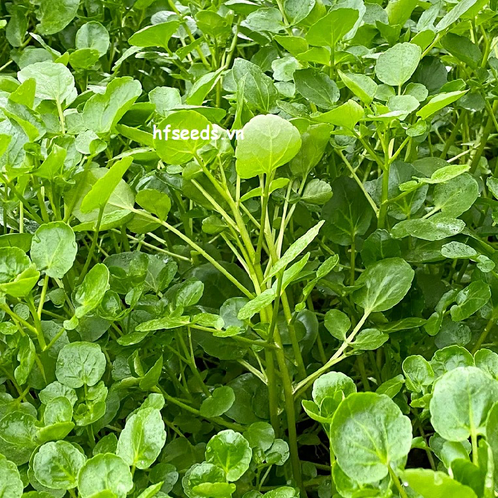 Cải Xoong: Rau Quý Giá Trị Dinh Dưỡng Cao và Món Ngon Việt Nam
