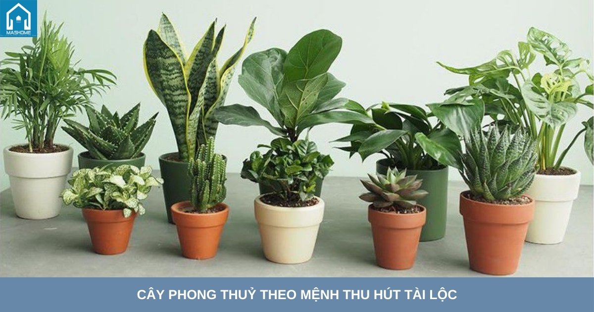 Hướng Dẫn Chọn Cây Phong Thủy Theo Mệnh Đem Lại Tài Lộc và May Mắn