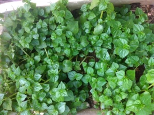 Rau Dại: Thần Dược Dễ Trồng, Chỉ 250.000 Đồng/kg