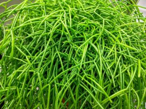 Cây xương rồng tầm gửi: "Vua" cây treo với cành rủ, hoa thơm và quả ăn được.