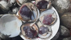 Ngán Quảng Ninh: Đặc Sản Quý Giá Trong Mâm Cỗ Không Nỡ Rời